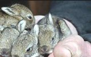 Бесплатное android-приложение «Учет кроликов Методы развития бизнеса на кроликах